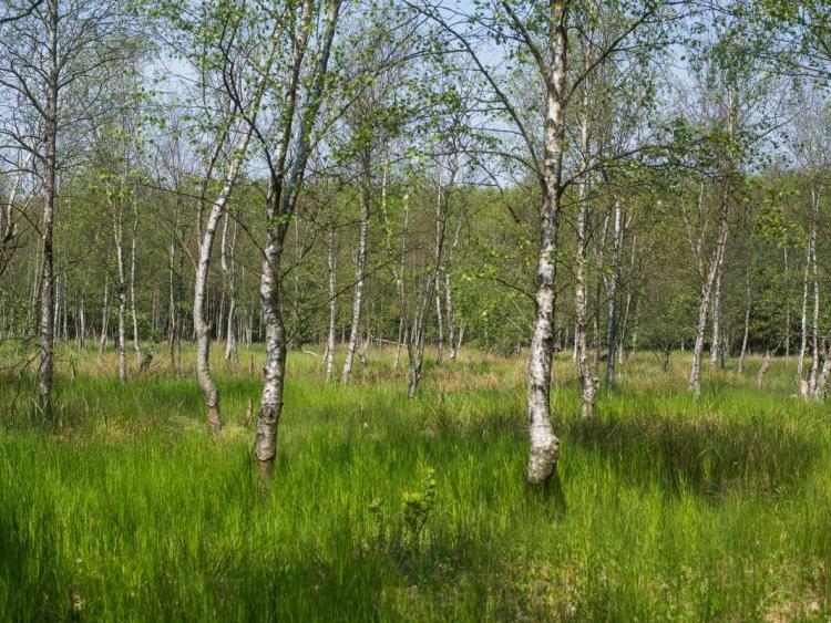 Malmmosen i maj måned med birketræer og forårsgrønne farver.