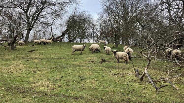 En del af Bjerggården i Søllerød Naturpark afgræsses af får. 