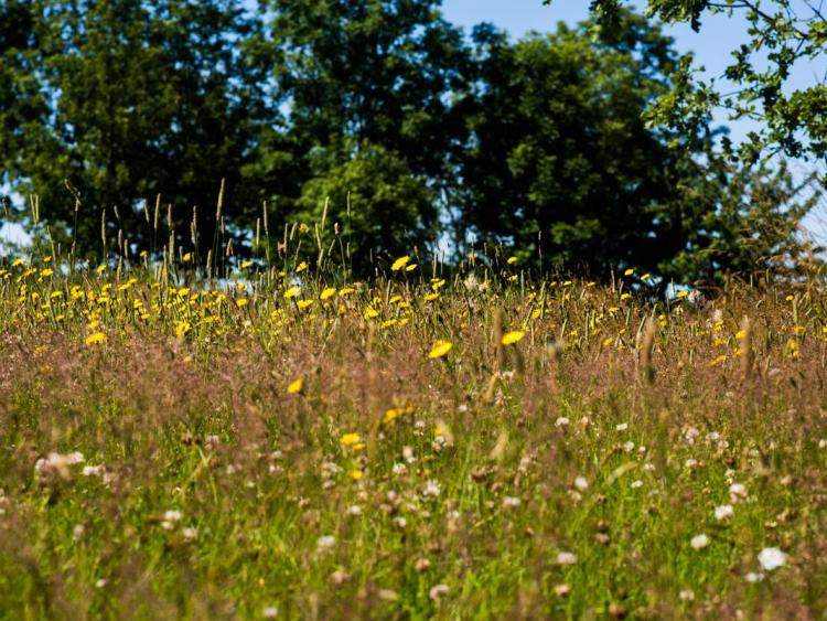 Høje Sandbjerg med sommerblomster, græs, træer og blå himmel