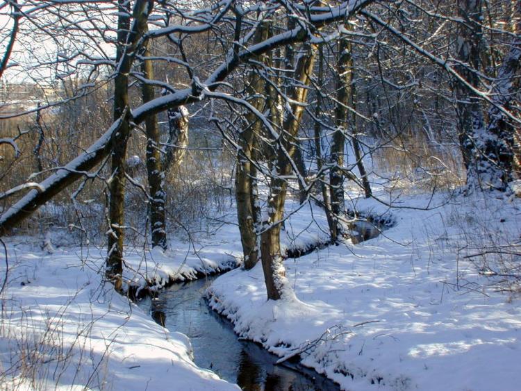 Skov og vandløb i sne