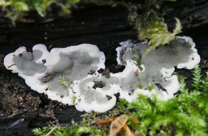 Vedborende svamp i Eskemose skov