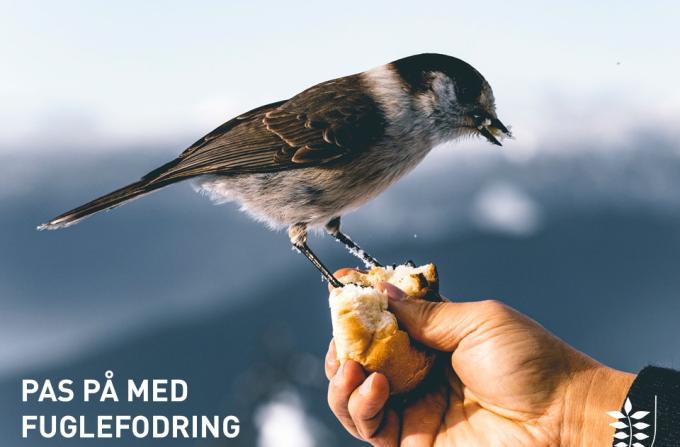 Pas på med fuglefodring.