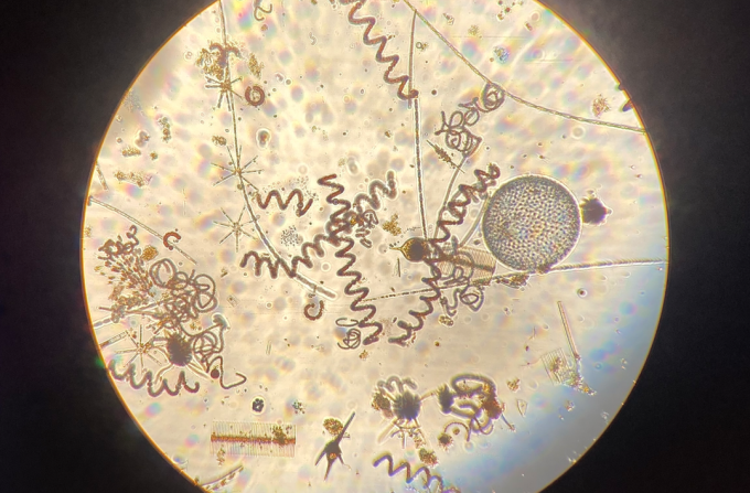 Alger fotograferet gennem et mikroskop
