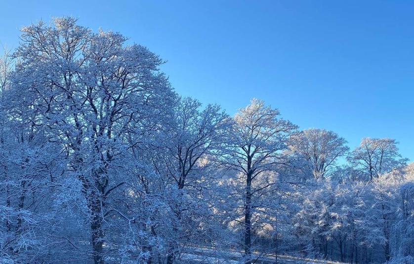 Sne på træer ved Geels Bakke